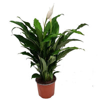 Peace Lily Chico (Spathiphyllum) - Ladybird Nursery