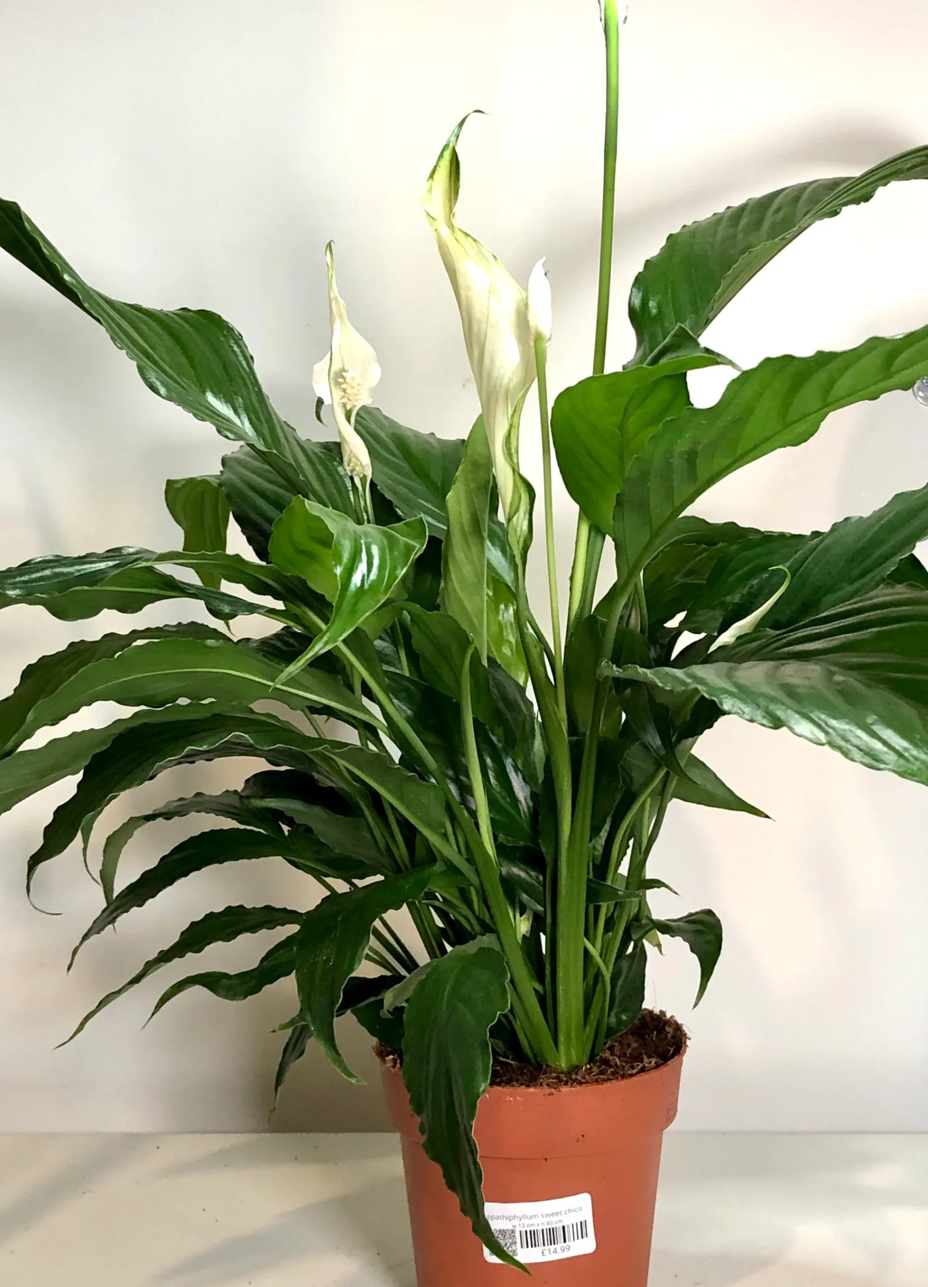 Peace Lily Chico (Spathiphyllum)