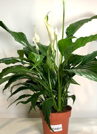 Peace Lily Chico (Spathiphyllum)