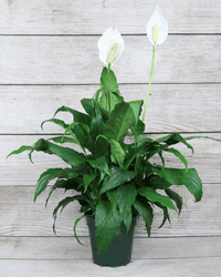 Peace Lily Chico (Spathiphyllum)