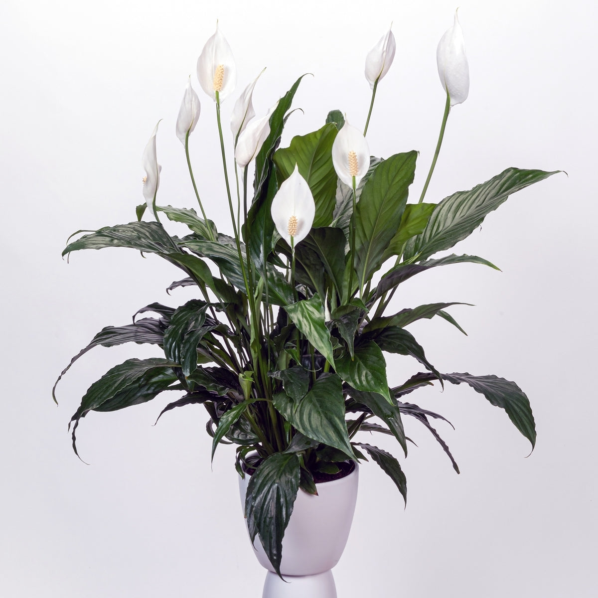 Peace Lily Chico (Spathiphyllum)