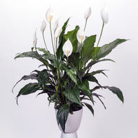Peace Lily Chico (Spathiphyllum)