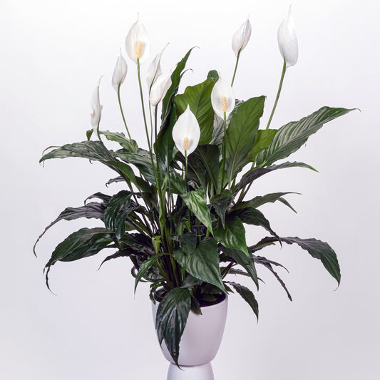 Peace Lily Chico (Spathiphyllum)