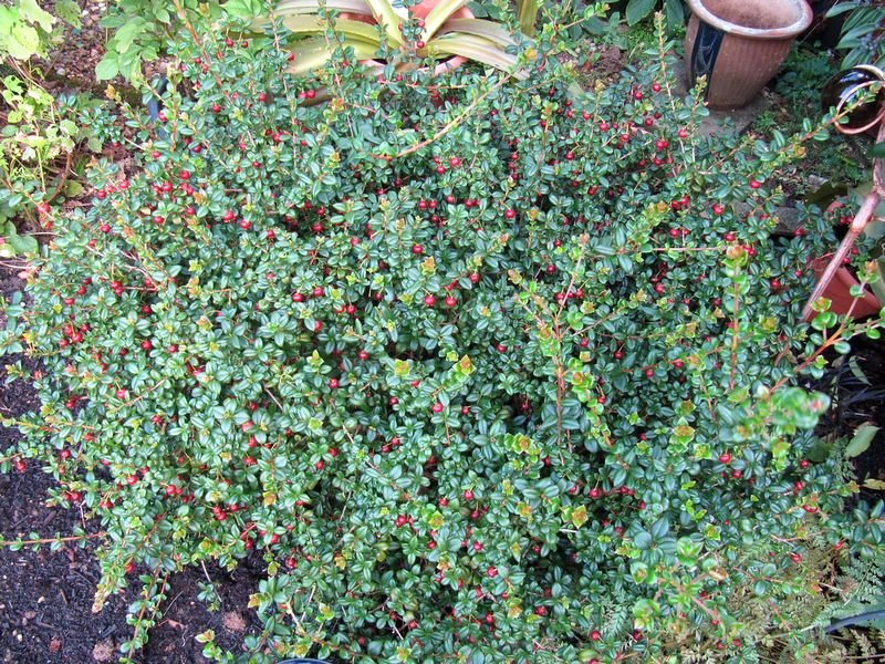 Guava 'Chilean' (Ugni molinae) - Ladybird Nursery