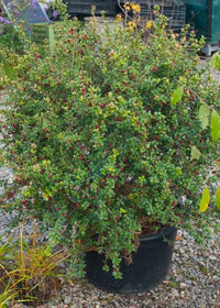 Guava 'Chilean' (Ugni molinae) - Ladybird Nursery