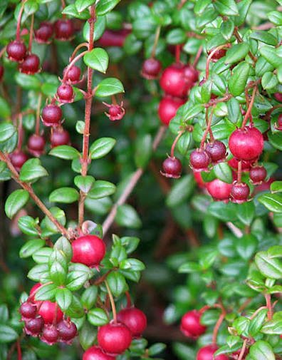Guava 'Chilean' (Ugni molinae) - Ladybird Nursery