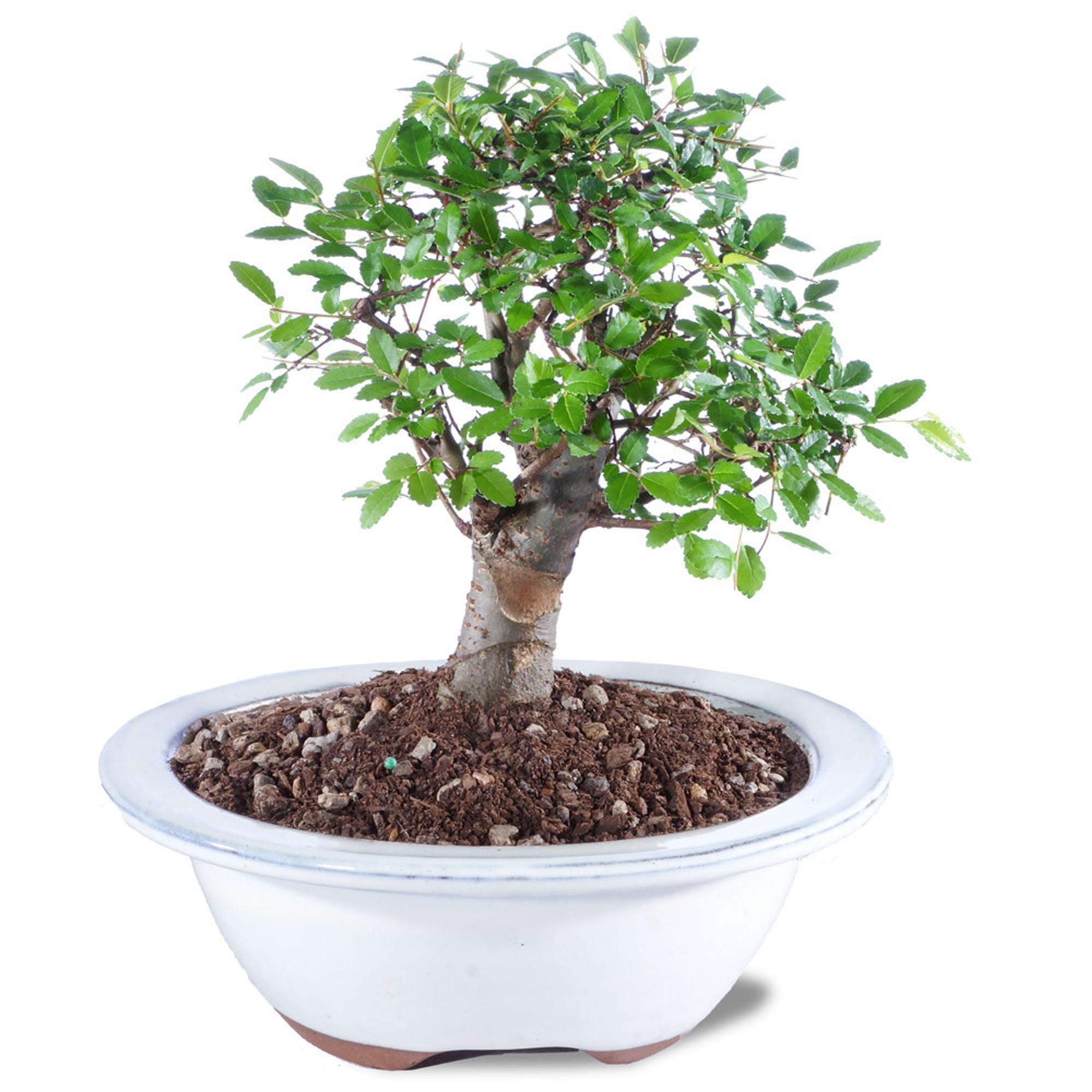 Chinese Elm Bonsai Starter (Ulmus parvifolia) - Ladybird Nursery