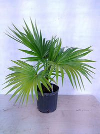 Chinese Fan Palm (Livistona chinensis)
