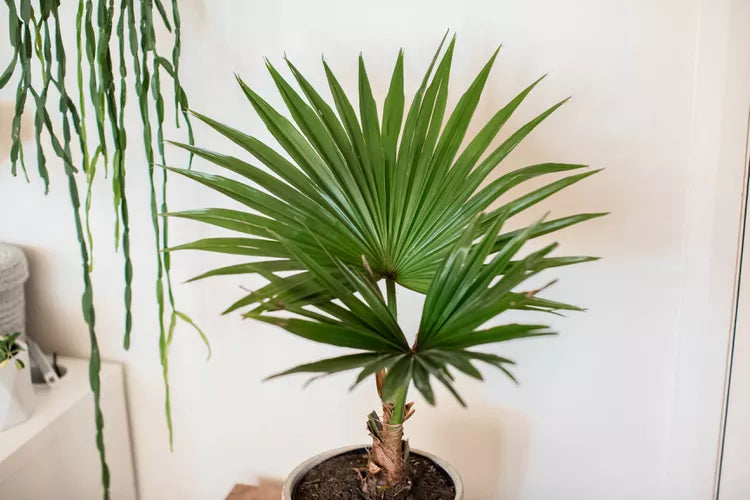 Chinese Fan Palm (Livistona chinensis)