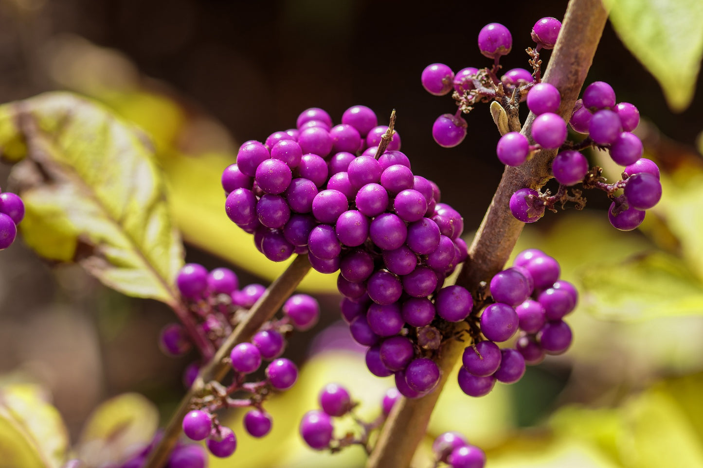 Beauty Berry var giraldii (Callicarpa bodinieri)