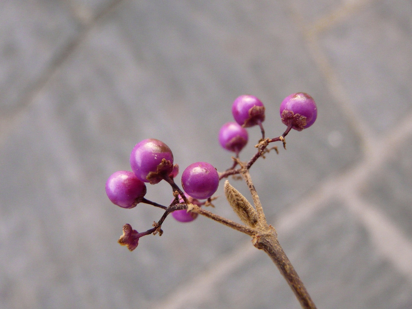 Beauty Berry var giraldii (Callicarpa bodinieri)
