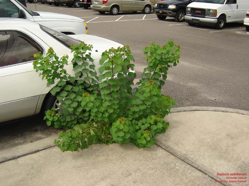 Chinese Tallow Bush Form (Triadica sebifera)