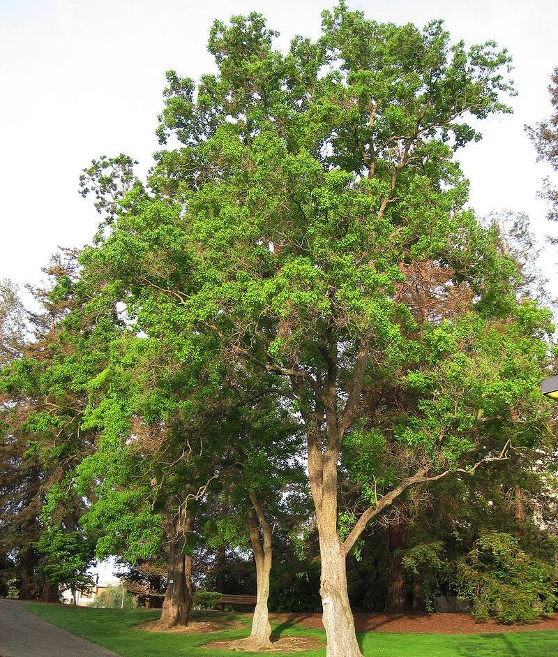 Chinese Tallow (Triadica sebifera)