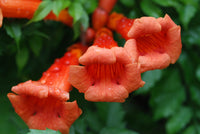 Blood Red Trumpet Vine (Distictis buccinatoria)