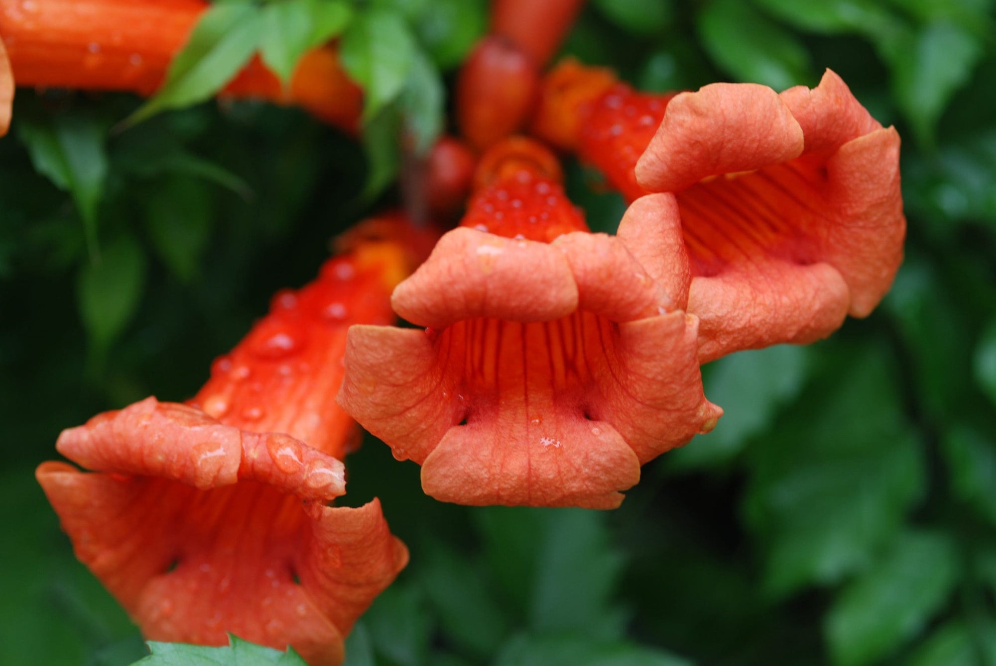 Blood Red Trumpet Vine (Distictis buccinatoria) - Ladybird Nursery