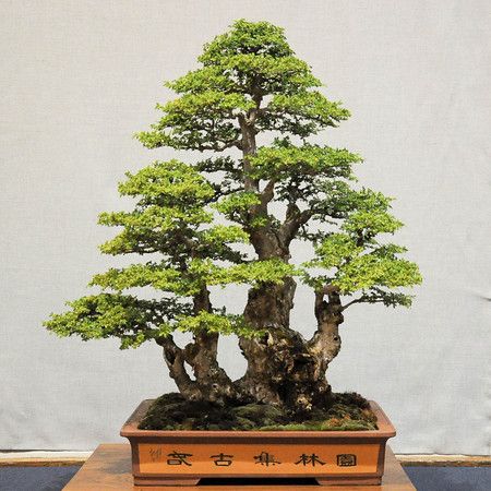 Chinese Elm Bonsai Starter (Ulmus parvifolia) - Ladybird Nursery