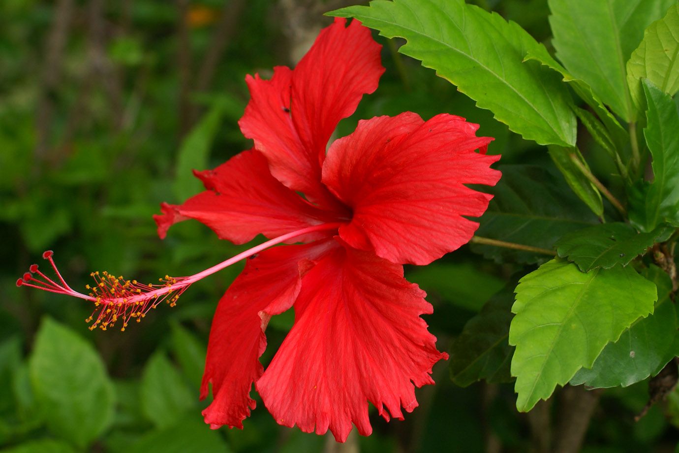 Hibiscus Madang (Hibiscus rosa - sinensis) - Ladybird Nursery