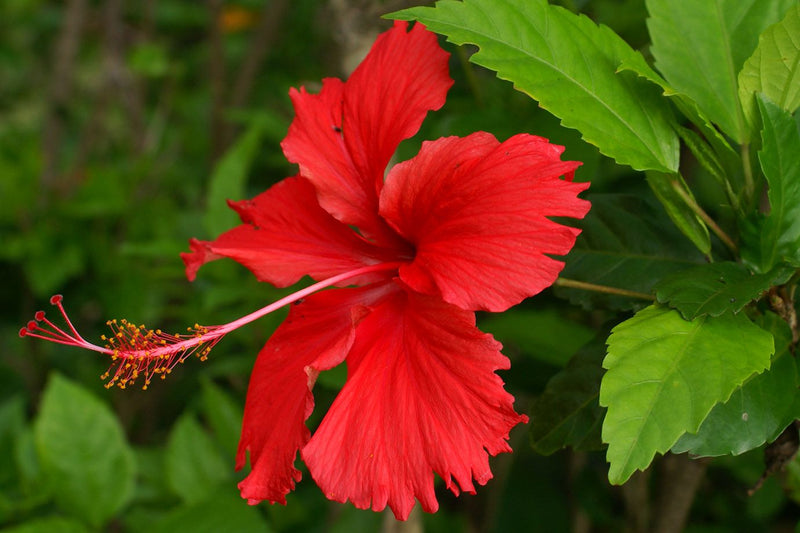 Chinese Hibiscus Madang (Hibiscus rosa-sinensis)