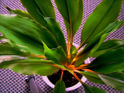 Spider Plant Green Orange (Chlorophytum)