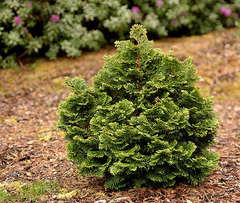 Hinoki Cypress Kosterii (Chamaecyparis obtusa) - Ladybird Nursery
