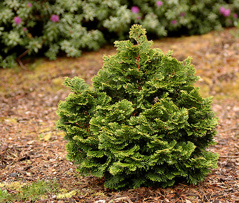 Hinoki Cypress Kosterii (Chamaecyparis obtusa)