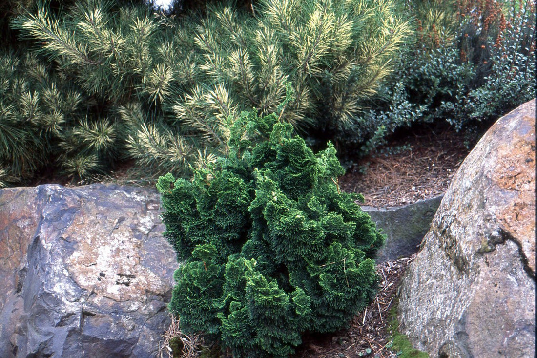 Hinoki Cypress Kosterii (Chamaecyparis obtusa) - Ladybird Nursery
