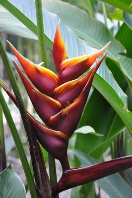 Heliconia bihai 'Chocolate Dancer' - Ladybird Nursery