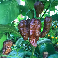 Chilli 'Chocolate Ghost'