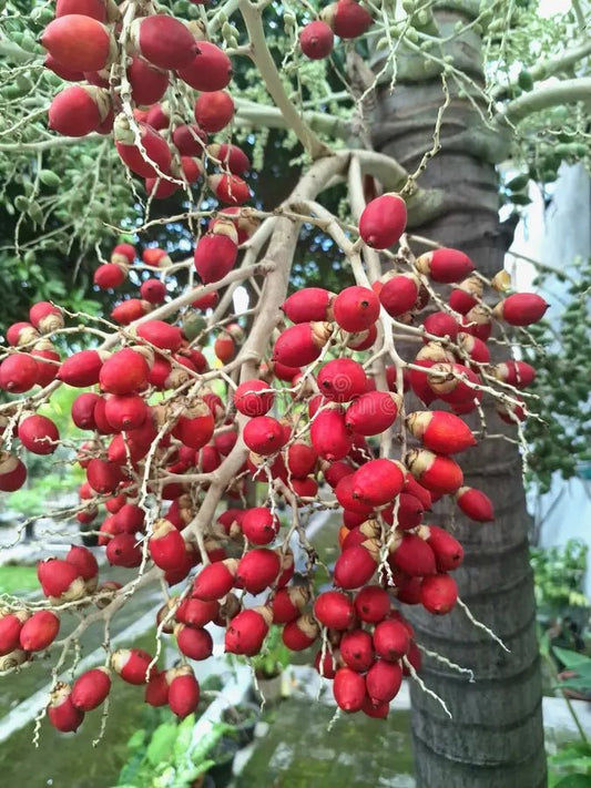Christmas Palm (Adonidia merrillii) - Ladybird Nursery