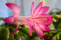 Zygocactus (Schlumbergera spp.)