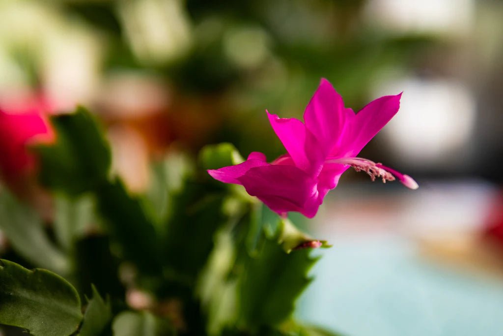Zygocactus (Schlumbergera spp.) - Ladybird Nursery