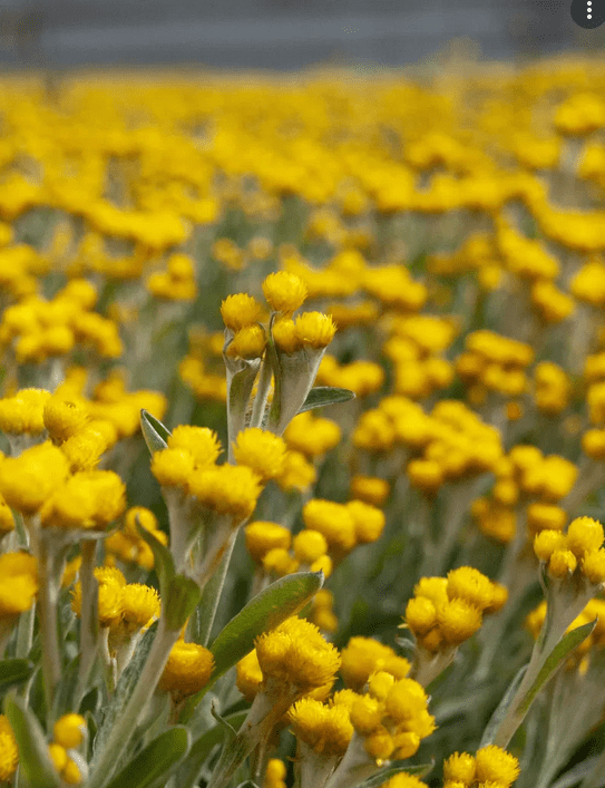 Yellow Buttons Desert Flame (Chrysocephalum apiculatum)