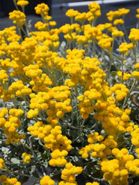 Yellow Buttons Mallee (Chrysocephalum apiculatum) - Ladybird Nursery