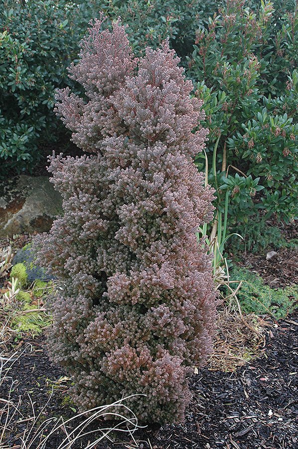 Atlantic White Cedar Red Star (Chamaecyparis thyoides) - Ladybird Nursery