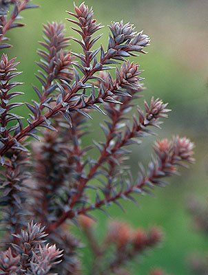 Atlantic White Cedar Red Star (Chamaecyparis thyoides) - Ladybird Nursery