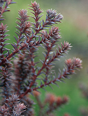 Atlantic White Cedar Red Star (Chamaecyparis thyoides)