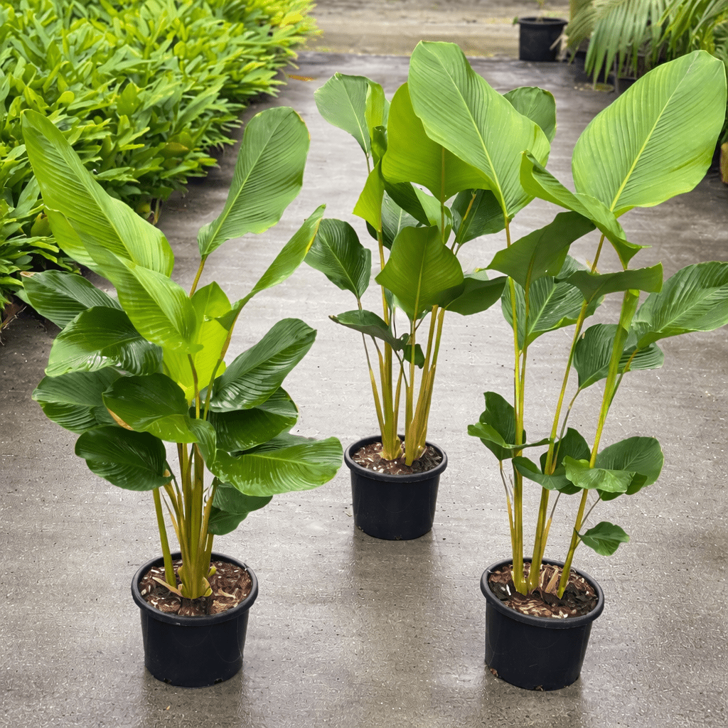 tobacco calathea Rufibarba Calathea Ornata Calathea 'Dottie' 4" Pot /