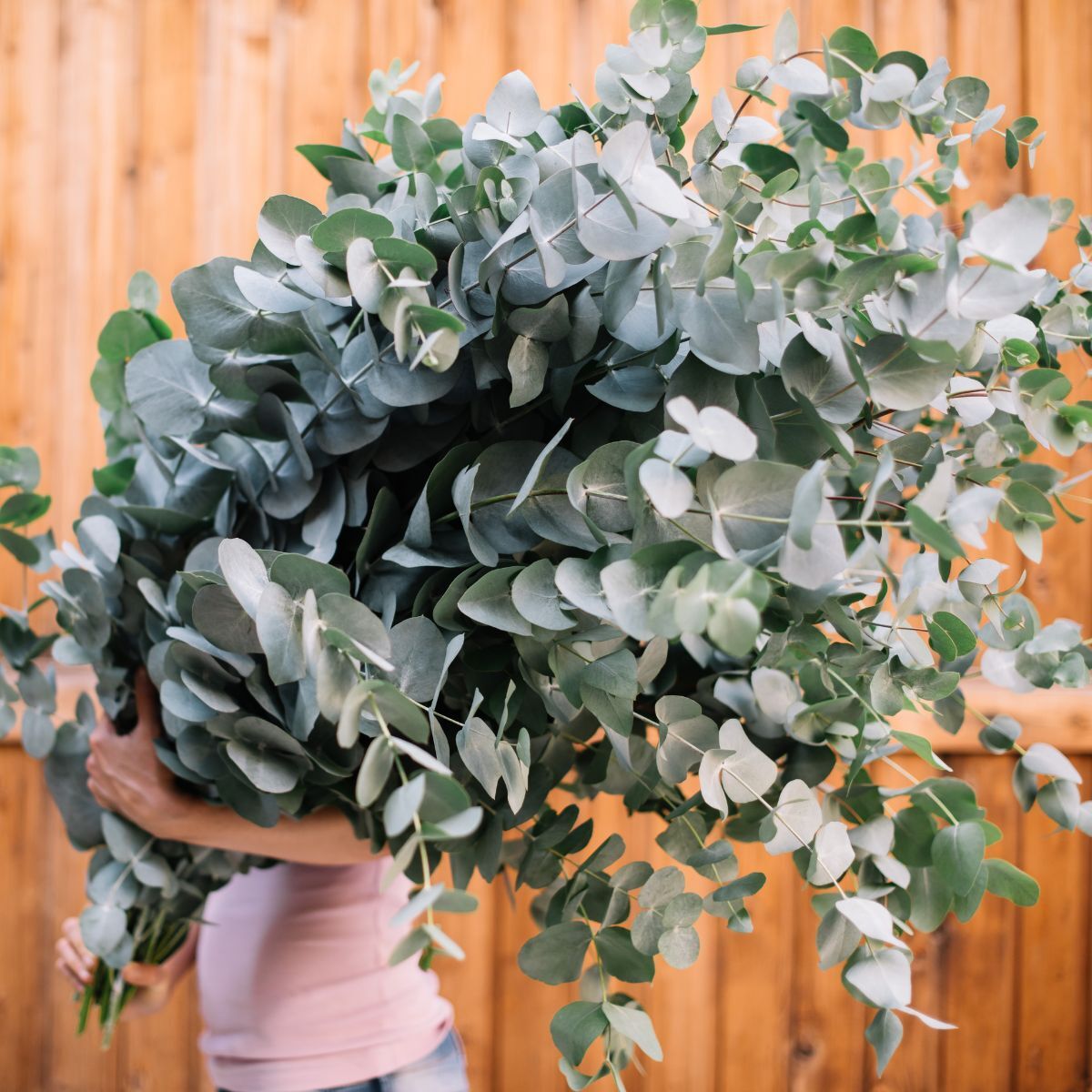 Argyle Apple (Eucalyptus cinerea)