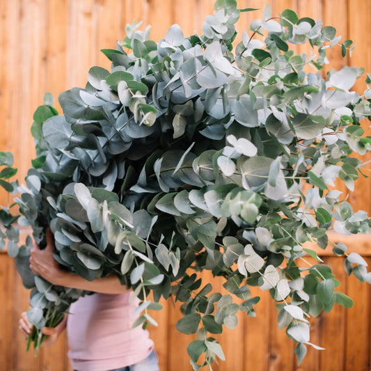 Argyle Apple (Eucalyptus cinerea)