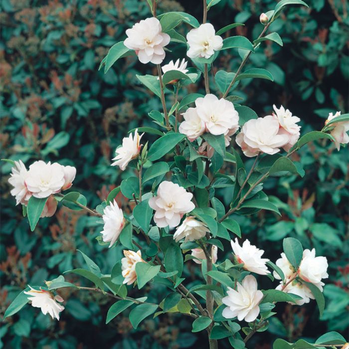 Camellia Cinnamon Cindy (Camellia) - Ladybird Nursery