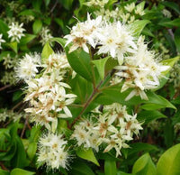 Cinnamon Myrtle (Backhousia myrtifolia)