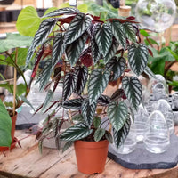 Rex Begonia Vine Totem (Cissus discolor) - Ladybird Nursery