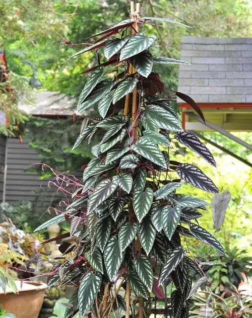 Rex Begonia Vine (Cissus discolor)