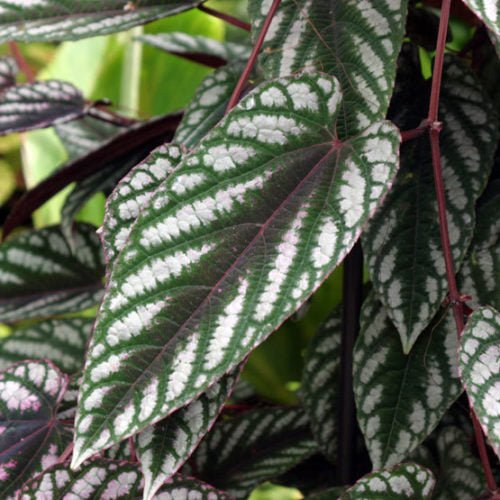 Rex Begonia Vine Totem (Cissus discolor) - Ladybird Nursery