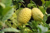 Citron (QLD Only)