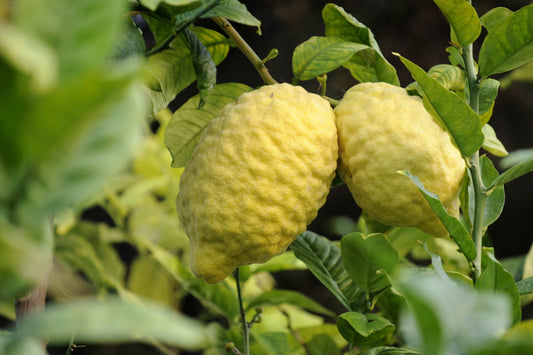 Citron (QLD Only)
