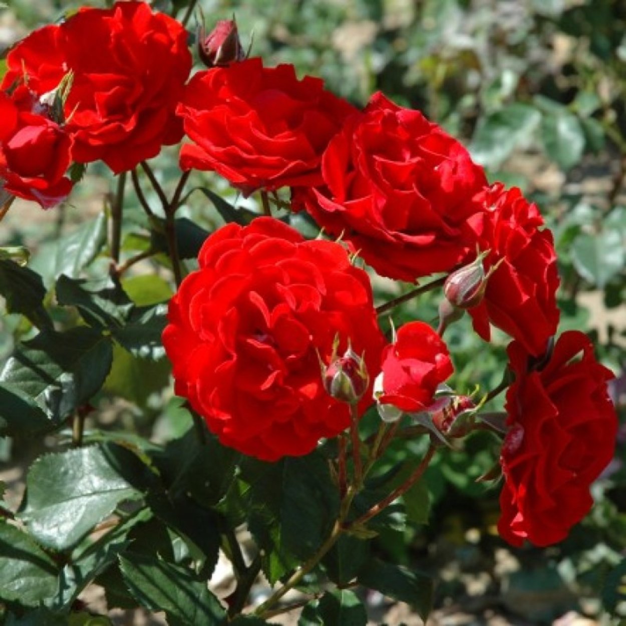 Rose ‘City of Belfast' (Rosa)
