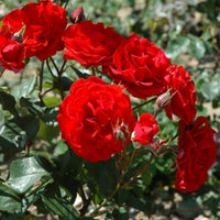 Rose ‘City of Belfast' (Rosa)