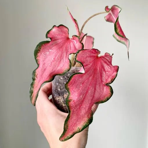 Caladium 'Pink Rush' - Ladybird Nursery
