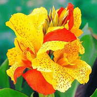 Canna Assorted (Canna spp.)